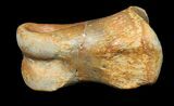 Exceptional Raptor Toe Bone - Aguja Formation, Texas #31533-1